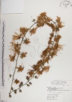 藏品(水茄苳、穗花棋盤腳樹)的圖片