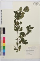 藏品(小葉鼠李)的圖片