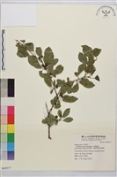 藏品(小葉鼠李)的圖片