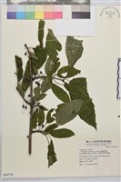 藏品(烏蘇里鼠李)的圖片