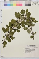 藏品(銳齒鼠李)的圖片