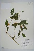 藏品(黃花鳳仙花)的圖片