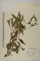 藏品(黃金珠)的圖片