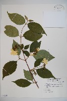 藏品(臺灣蝴蝶戲珠花、臺灣蝴蝶花)的圖片