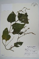 藏品(落葵)的圖片