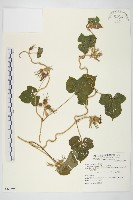 藏品(碗仔花)的圖片