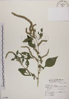 藏品(野莧菜)的圖片