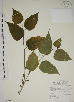 藏品(小桑樹)的圖片