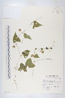 藏品(馬交兒)的圖片