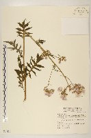 藏品(飛機草)的圖片