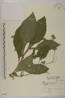 藏品(地膽草、毛蓮菜)的圖片