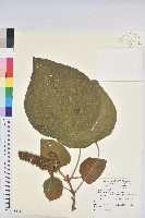 藏品(野桐)的圖片