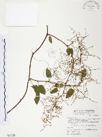 藏品(臺灣何首烏)的圖片