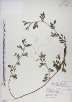 藏品(穗花木藍)的圖片