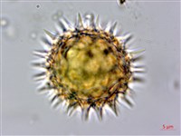 藏品(王爺葵、五瓜金英)的圖片