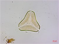 藏品(木蘭桑寄生)的圖片