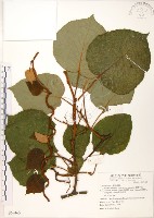 藏品(臺灣羊桃)的圖片