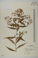 藏品(臺灣馬蘭)的圖片