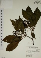 藏品(昆欄樹)的圖片