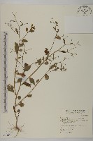 藏品(茯苓菜)的圖片