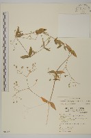 藏品(疏花繁縷)的圖片