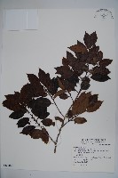 藏品(刻脈冬青)的圖片