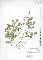 藏品(臺灣黃菫)的圖片