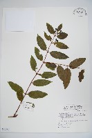 藏品(阿里山忍冬、漸尖葉忍冬)的圖片