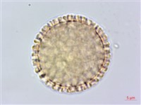 藏品(臺灣瑞香)的圖片