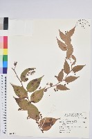 藏品(白珠樹)的圖片