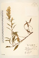 藏品(一枝黃花)的圖片