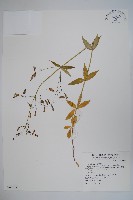 藏品(輪葉沙參)的圖片