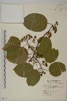 藏品(大葉南蛇藤)的圖片