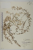 藏品(玉山抱莖籟簫)的圖片