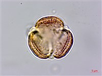 藏品(中南蒿)的圖片