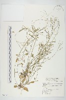 藏品(玉山筷子芥)的圖片