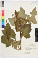 藏品(小白頭翁、野棉花)的圖片