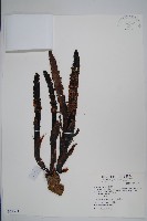 藏品(穗花蛇菰)的圖片