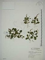 藏品(小扁豆)的圖片