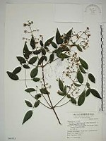 藏品(梨山小蓑衣藤)的圖片