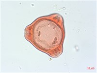 藏品(合歡柳葉菜)的圖片