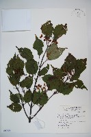 藏品(樺葉莢迷、玉山莢迷)的圖片