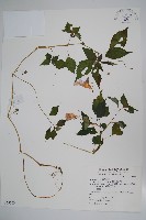 藏品(紫花鳳仙花)的圖片