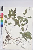 藏品(山靛)的圖片