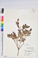 藏品(紅毛杜鵑)的圖片