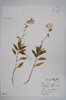 藏品(高山沙參)的圖片