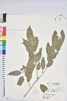 藏品(狹葉櫟)的圖片