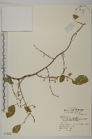 藏品(南華南蛇藤，青江藤)的圖片