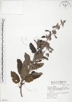 藏品(灰葉蕕)的圖片