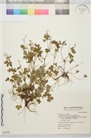 藏品(鹿場毛茛)的圖片